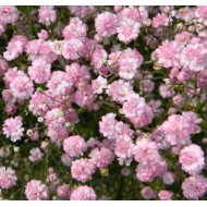 Гипсофила Gypsophila Flamingo